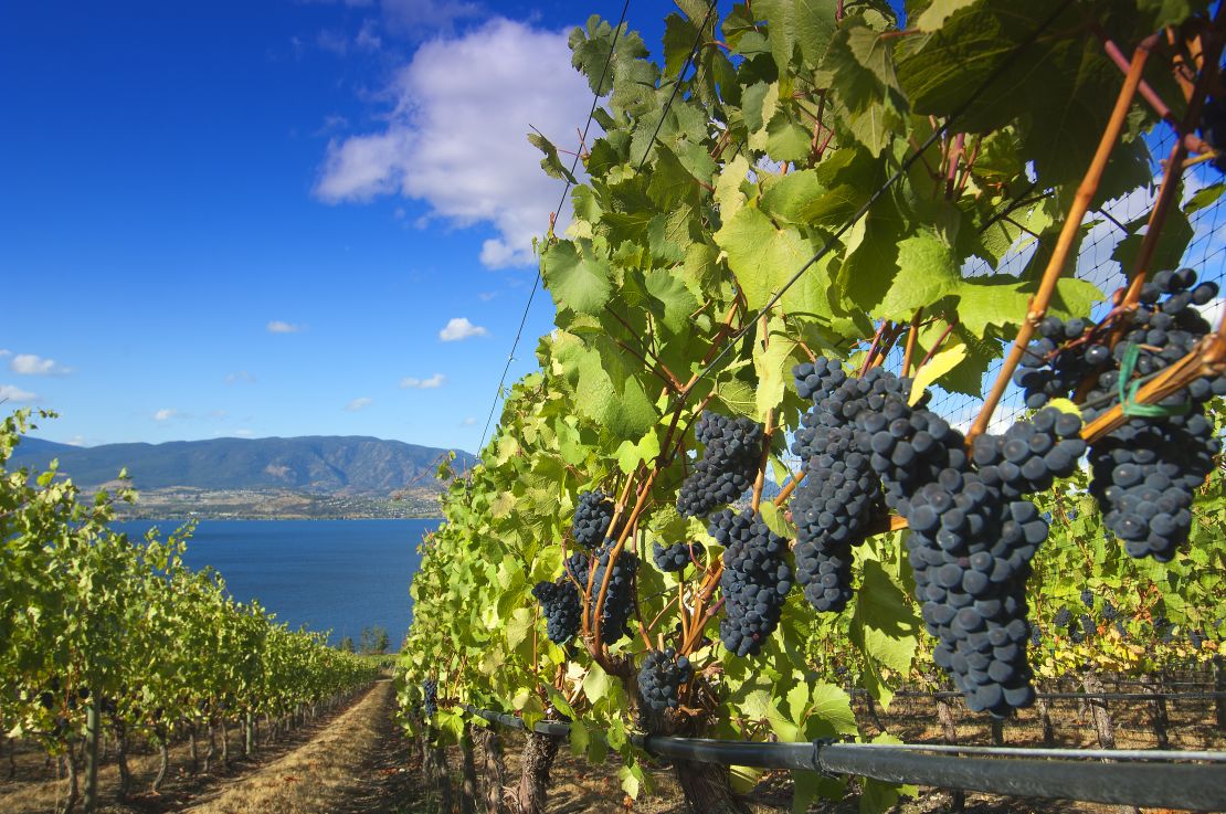 Kelowna, in Bristish Columbia, is known for its wineries, trails and beaches. It may appeal to more Canadians as they eschew international travel.