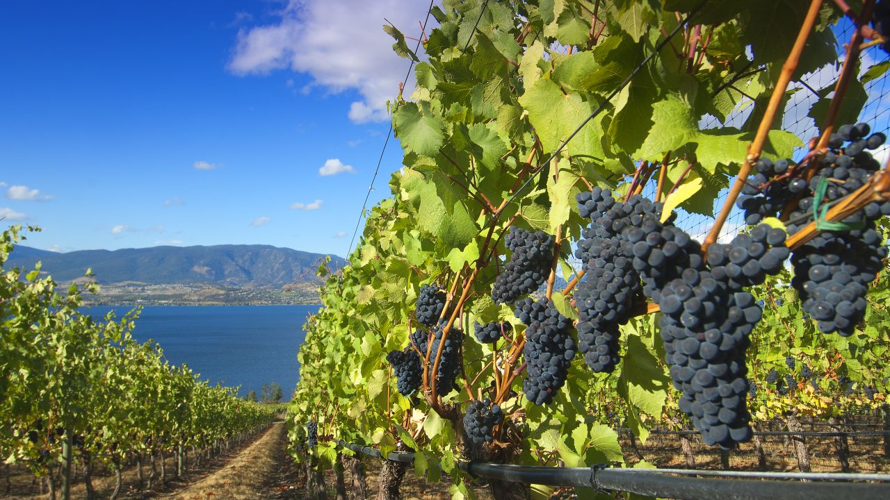 Kelowna, in Bristish Columbia, is known for its wineries, trails and beaches. It may appeal to more Canadians as they eschew international travel.
