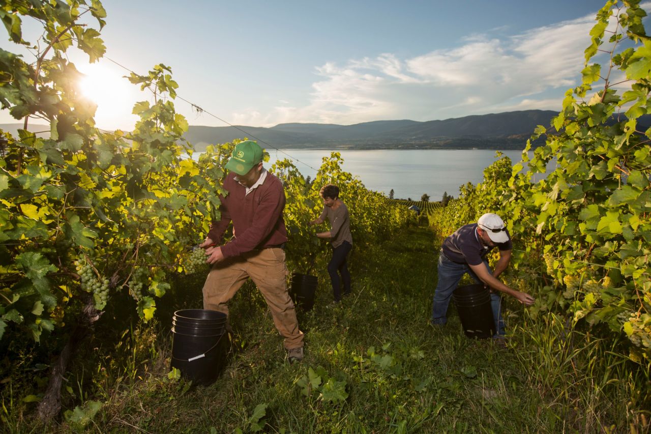 The Okanagan Valley is home to more than 80% of British Columbia's vineyard acreage. 