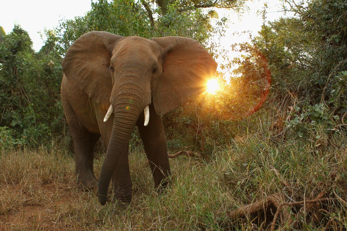 The protection level of African elephants will be decided at the CITES conference. 