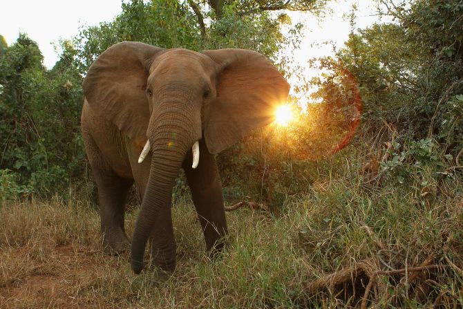 There are proposals to move all African Elephants to the Appendix I list, although this is opposed by Namibia and Zimbabwe, which support a limited, legal ivory trade. 
