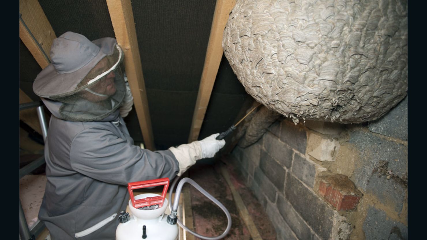 A pest control company discovered the gargantuan wasp nest