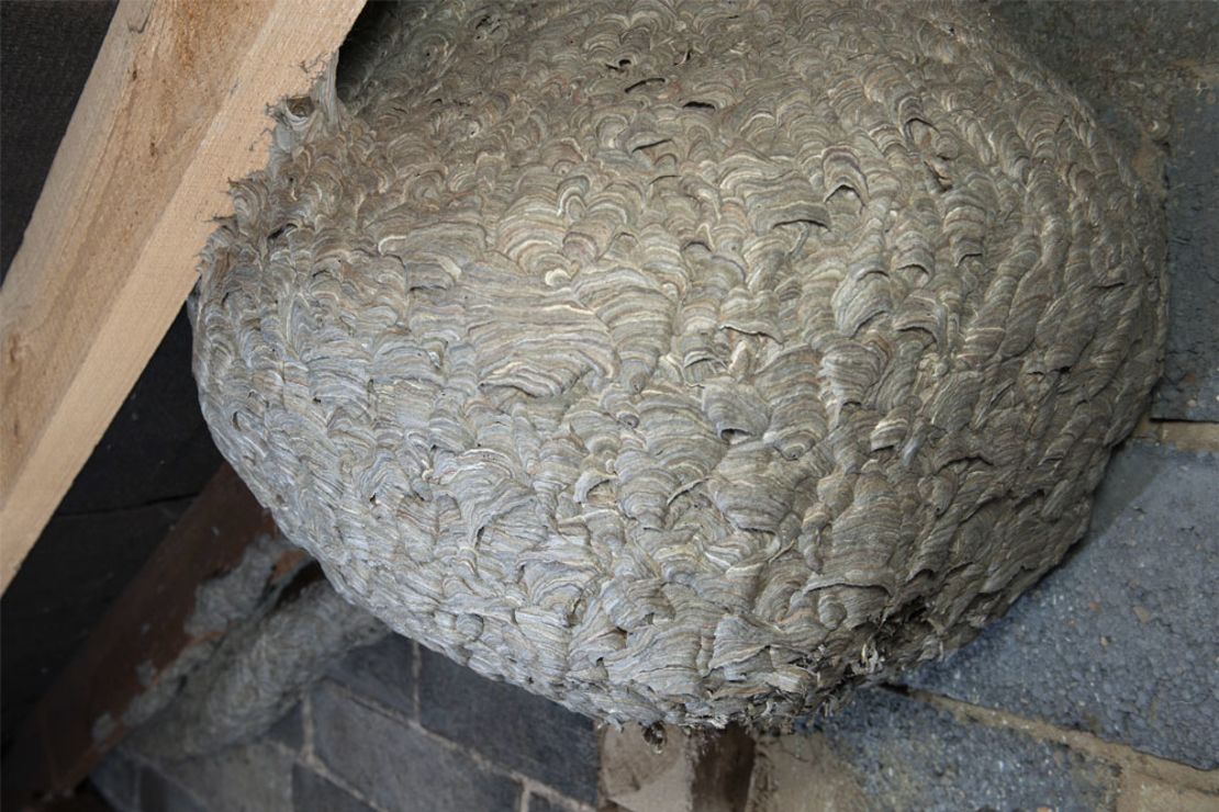 The large nest is thought to have housed between 6,000 and 10,000 wasps