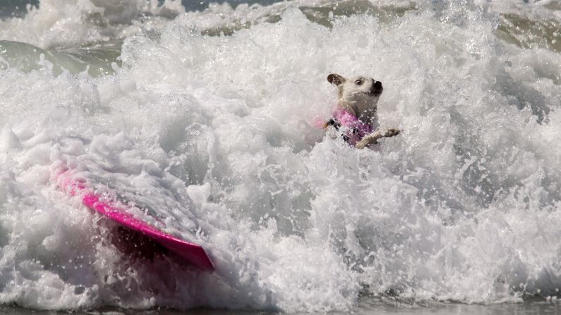 A dog wipes out during the Surf City Surf Dog competition in Huntington Beach, California, on Sunday, September 25.