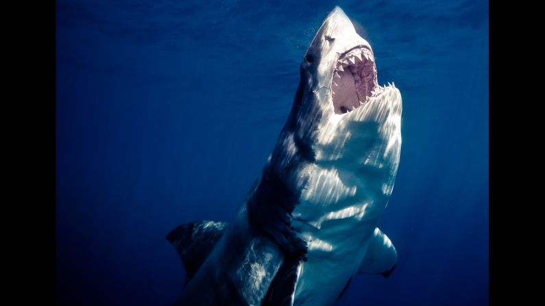 "We often see images such as this of their razor sharp teeth and that enormous bite. What people don't see is the bait or fish that this shark is going for," Muller says. 