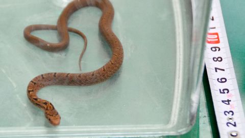 A snake lays in a container after it was caught in bullet train, in Hamamatsu, central Japan.