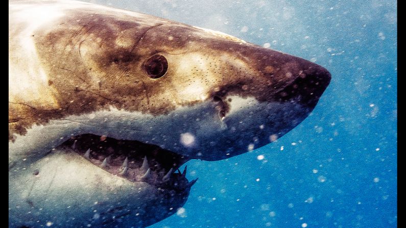 "The most startling thing was their eyes. From the moment I locked eyes with the sharks, I realized they saw me and I saw them, and there was a connection, so to speak," Muller says. 