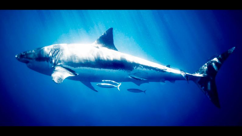 "2006 was my first time in the water with great whites -- and any shark for that matter -- and I was at first struck by their utter power and then their grace grew and grew on me," Muller says. 
