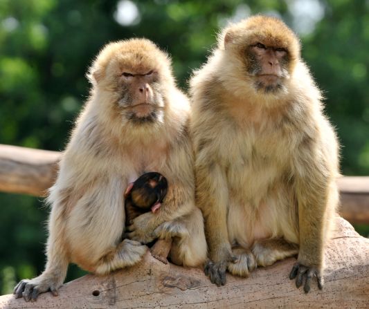 Morocco is arguing for greater protection of the monkeys, which are threatened by habitat destruction and trade of live animals. 