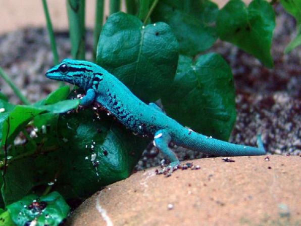 One of several gecko species that could receive Appendix I protection as a rapidly growing pet market has become a threat to wild populations. 