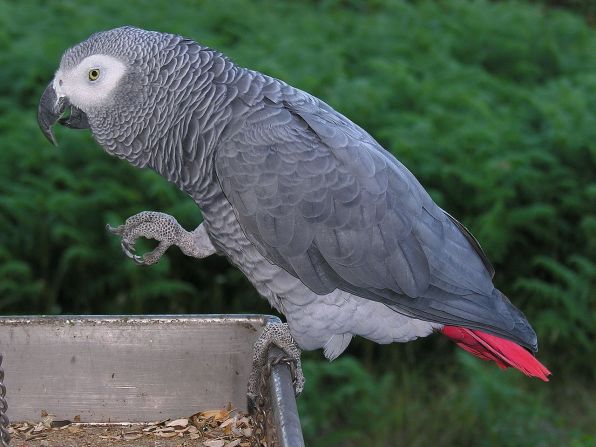 The US, EU and seven countries are proposing greater protection for the African Grey Parrot after population declines of 50% in multiple ranges. 