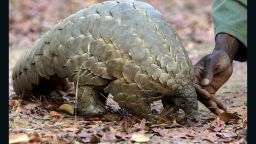 Demand for pangolin meat and body parts is fueling a bloodbath and driving the secretive scaly ant-eating mammals toward extinction.