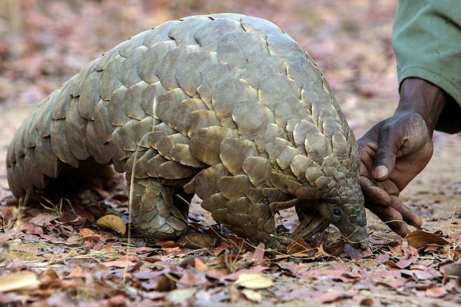 All eight species of pangolin could be given the highest-protected status in recognition of a vast illegal trade that has decimated their numbers. <br /><br />Pangolin scales are in great demand for use in traditional Asian medicines. 