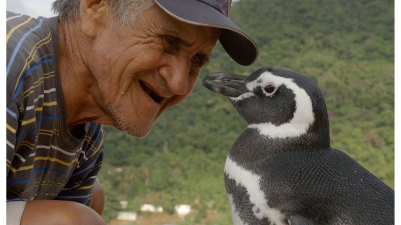 Dindim the penguin returns to the man who saved his life | CNN