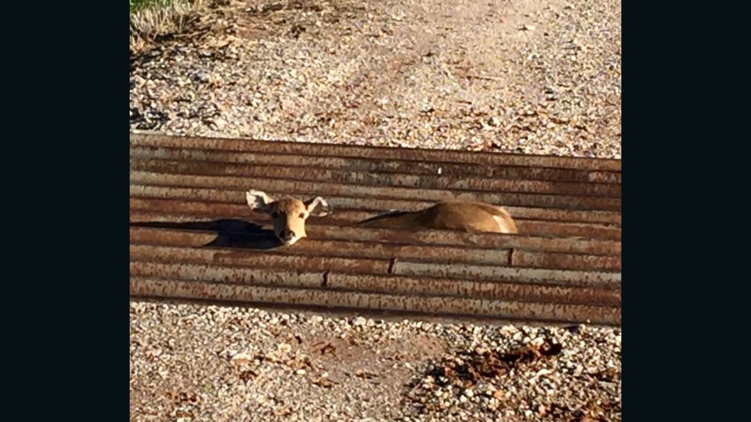 Fawn trapped in cattle guard in Oklahoma.