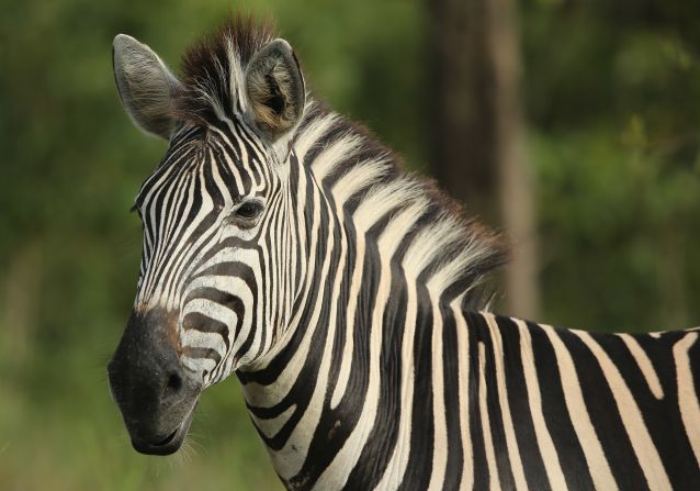 South Africa is arguing for the introduction of hunting quotas alongside a program to farm zebras that it claims would increase their numbers.  