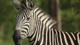 Black and white stripes help protect zebras from insect bites. 