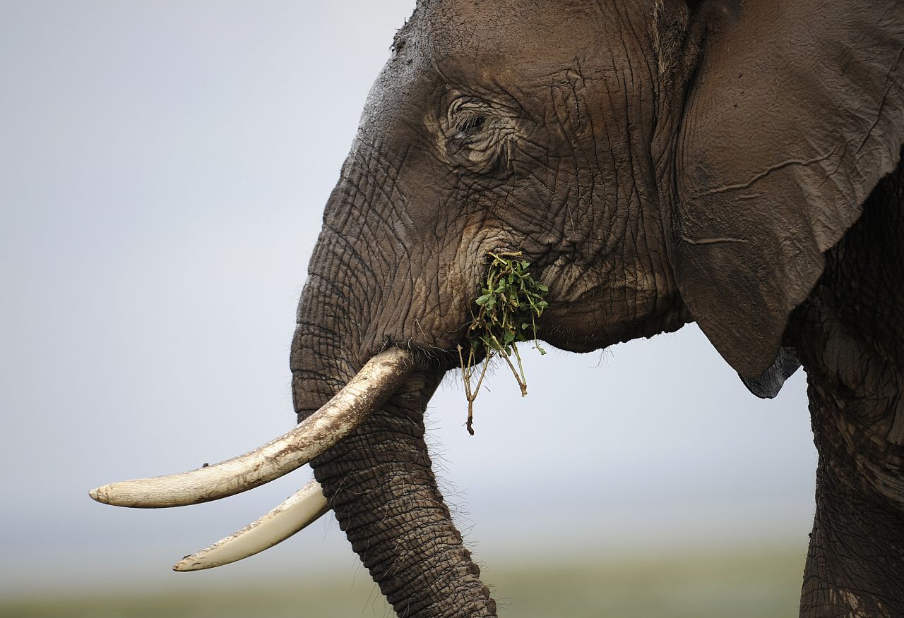 Sometimes poachers even hack off the elephant's entire face with an axe or machete to retrieve its valuable tusks. Pictured: an elephant at the Amboseli game reserve, Kenya in December 2012. 