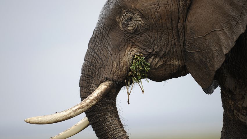 Photo made on December 30, 2012 shows an elephant at the Amboseli game reserve, approximately 250 kilometres south of Kenyan capital Nairobi. Drawing to its close today, this year 2012, according to the International Fund for Animal Welfare, IFAW, stands out as the ''annus horriblis'' (Latin for 'year of horrors') for the World's largest land mammal with statistics standing at 34 tonnes of poached ivory having been seized, marking the biggest ever total of confiscated ivory in a single year, outstripping by almost 40 per cent last year's record of 24.3 tonnes. Earlier this year, in just six weeks, between January and March 2012, at least 50 per cent of the elephants in Cameroon's Bouba Ndjida National Park were slaughtered for their ivory by horseback bandits. Most illegal ivory is destined for Asia, in particular China, where it has soared in value as an investment vehicle and coveted as "white gold." AFP PHOTO/Tony KARUMBA (Photo credit should read TONY KARUMBA/AFP/Getty Images)