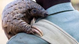 TO GO WITH AFP STORY BY SUSAN NJANJI
Zimbabwe game reserve guide Matius Mhambe holds "Marimba", a female pangolin weighing 10kgs that has been nine years in care at Wild Is Life animal sanctuary just outside the country's capital Harare, on September 22, 2016.
They are ordinarily reclusive and often don't make the headlines, but pangolins are the world's most heavily trafficked mammal and conservationists want their protection scaled up. Demand for pangolin meat and body parts is fuelling a bloodbath and driving the secretive scaly ant-eating mammals to near extinction. / AFP / Jekesai Njikizana        (Photo credit should read JEKESAI NJIKIZANA/AFP/Getty Images)