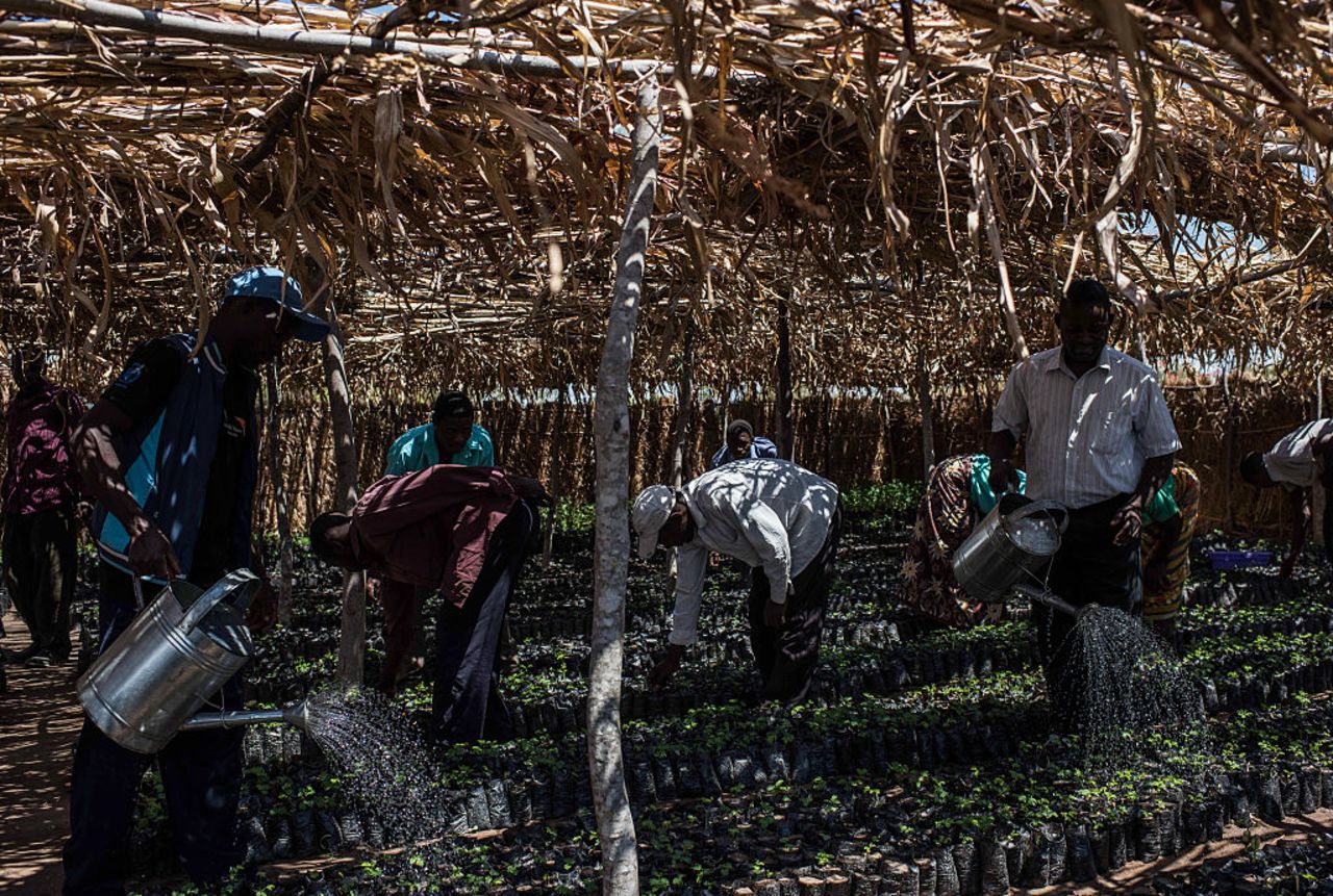 Across Africa and Asia, the estimated impact of undernutrition on gross domestic product (GDP) is 11% every year, according to the report -- worse than the annual economic downturn caused by the global financial crisis of 2008 to 2010. <br /><br />Pictured here, people water seedlings at a food program run by NGO's World Vision International and the UN's World Food Program in September in Zomba, Malawi.