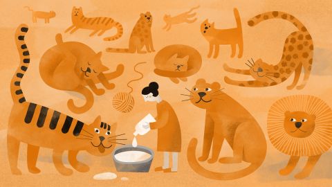 If you love big kitties, head to Arkansas.