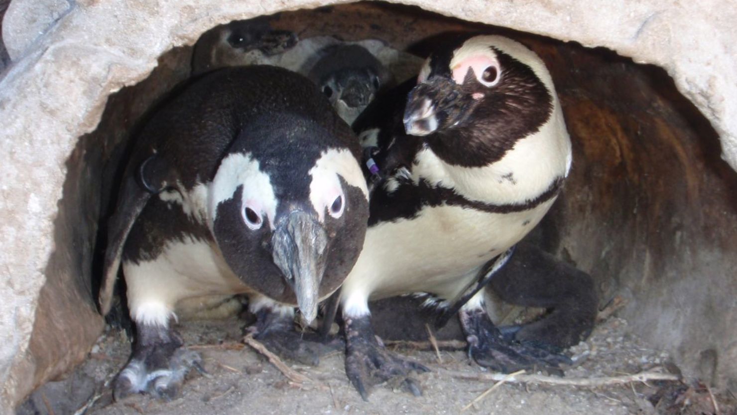 Buddy is one of many penguins who are born in captivity and cannot survive the conditions of the wild.