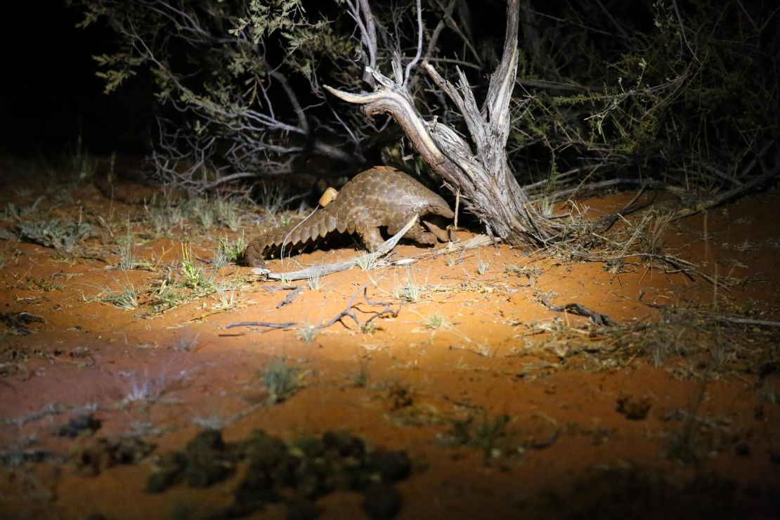 A ground pangolin emerges from its burrow to begin a night of foraging for food