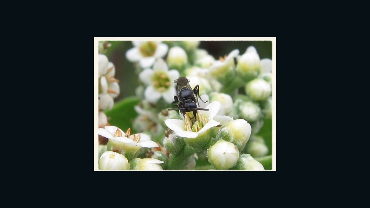 This is one of the seven bee species protected under the Endangered Species Act. 

