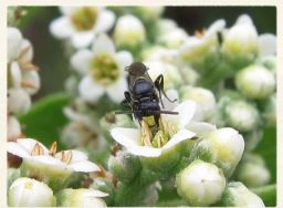 This is one of the seven bee species protected under the Endangered Species Act. 

