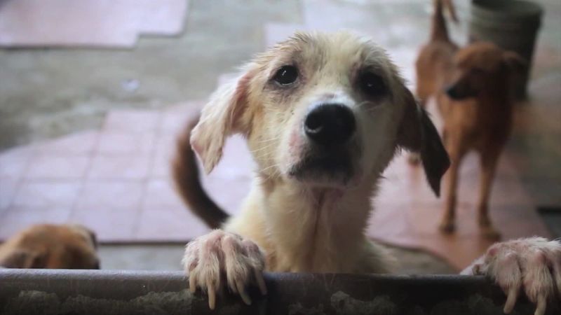 The Four-legged Victims Of Venezuela's Economic Crisis 