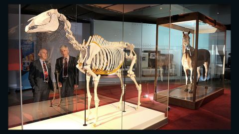 Phar Lap's skeleton and hide were reunited at the Melbourne Museum in 2010.