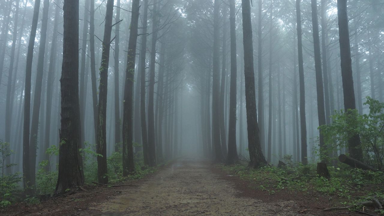 Downpours shroud the forests and surrounding terrain in a misty veil, giving the Choishimichi Trail a delightfully eerie vibe. 