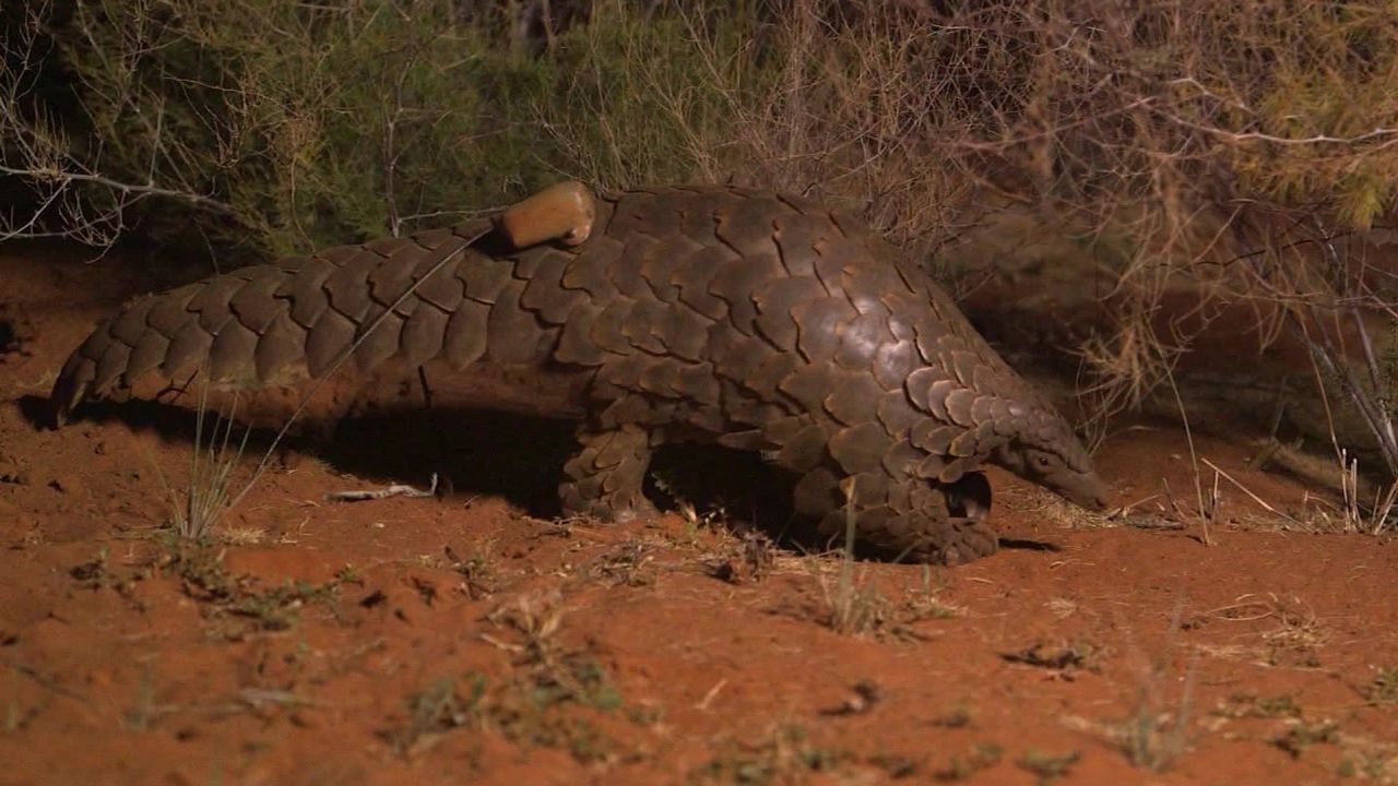 worlds most trafficked mammal mckenzie pkg_00010807.jpg