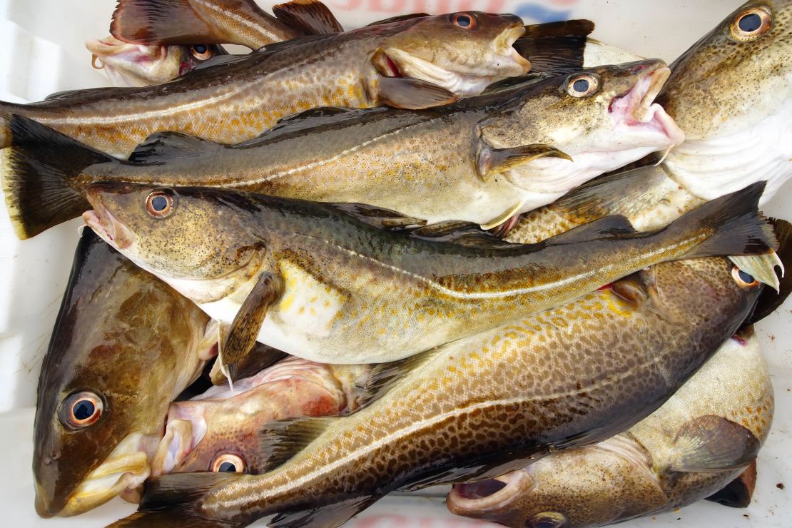 British cod fish are moving to cooler waters, say scientists.