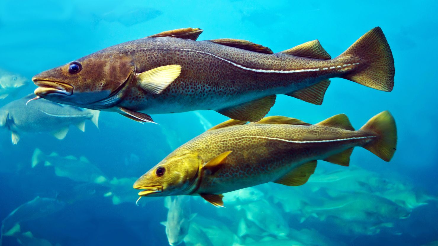 Cod fish from different parts of the UK may have regional "accents," say scientists. 
