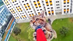 singapore kitten rescue spca bpb orig_00000000.jpg
