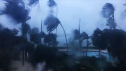 nassau bahamas hurricane matthew trees 01