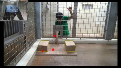 The red dots show the ape looking at the place where he anticipates the person will search, even though he knows the stone has been moved.