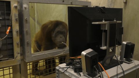 Researchers use juice to attract the apes to the spot where they can watch the videos.