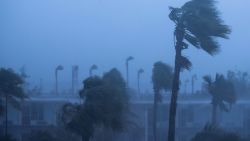 ORMOND BEACH, FL - OCTOBER 7: Palm trees blow in the rain and wind from Hurricane Matthew, October 7, 2016 in Ormond Beach, Florida. Overnight, Hurricane Matthew was downgraded to a category 3 storm. (Photo by Drew Angerer/Getty Images)