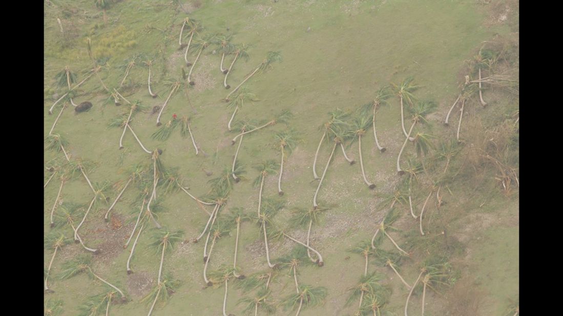 Palm trees lie flattened on the ground after high winds knocked them over.