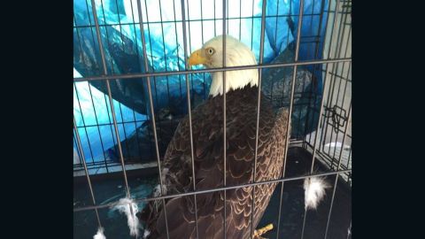 After his rescue, the eagle was handed over to an animal rehab group.
