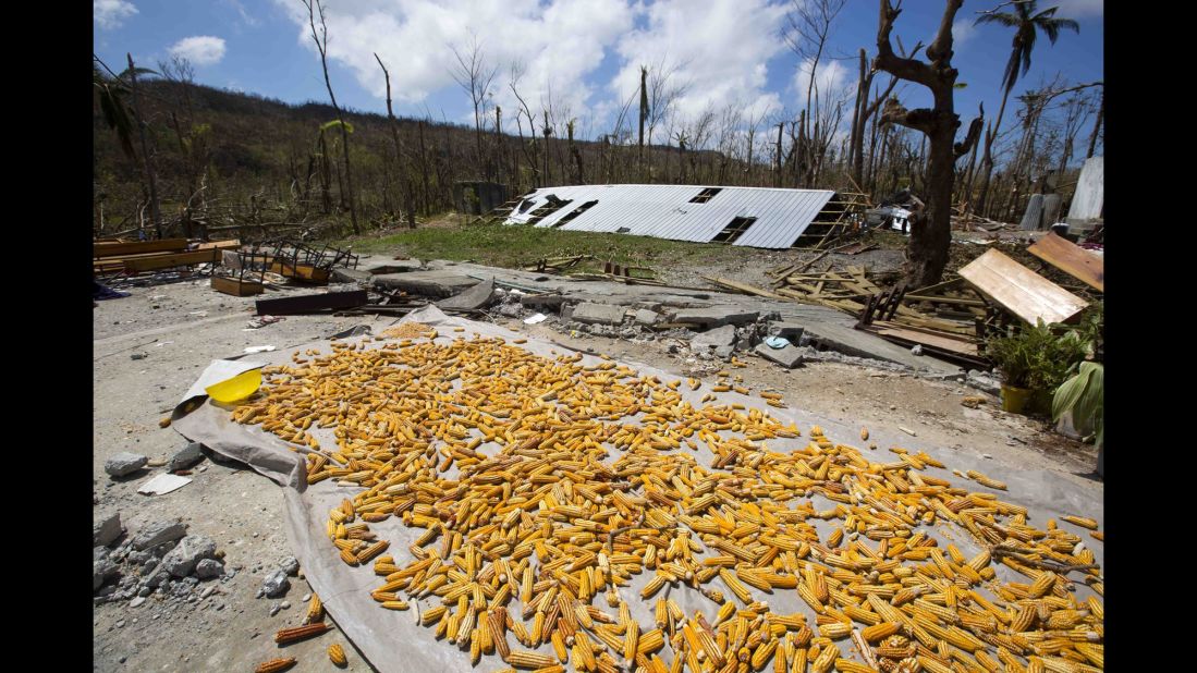 Corn salvaged from destroyed crops dries in the sun Saturday after Hurricane Matthew swept through Jeremie.