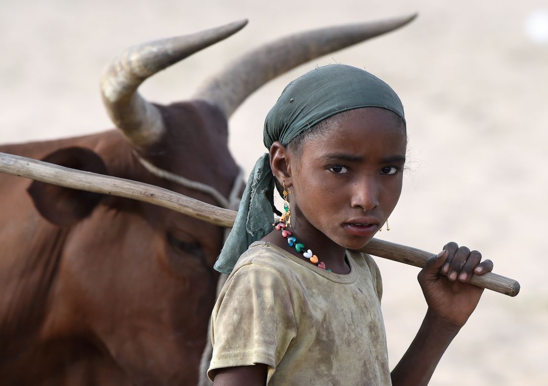 A girl walks next to a herd of cows close to the village of Guite in Chad's lake region, north of the capital NDjamena in 2015. 