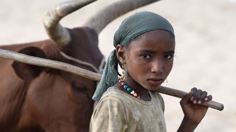 A girl walks next to a herd of cows close to the village of Guite in Chad's lake region, north of the capital NDjamena in 2015.