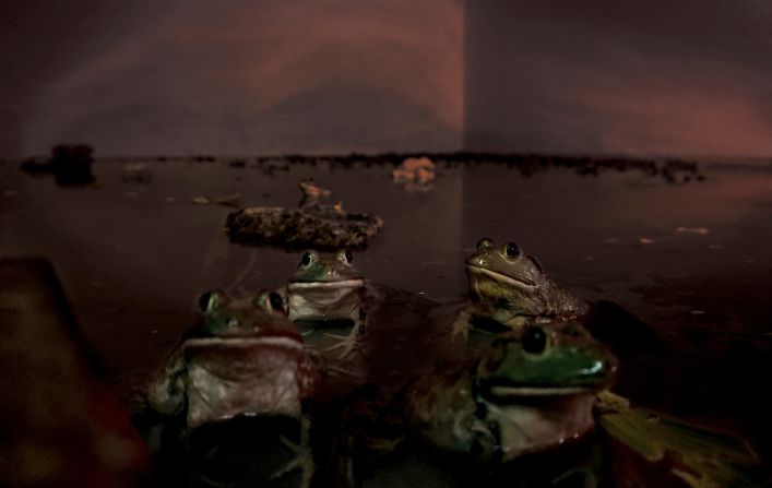 The basement of the gallery was flooded and inhabited by rescued bullfrogs.