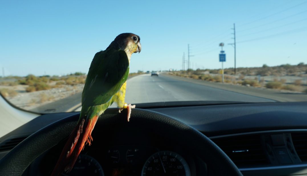 For this work the artist purchased the loneliest bird in a pet shop and took him on a road trip to the Salton Sea, one of the most diverse bird wildlife refuges in the US.