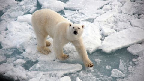 02 rebecca lee polar bear