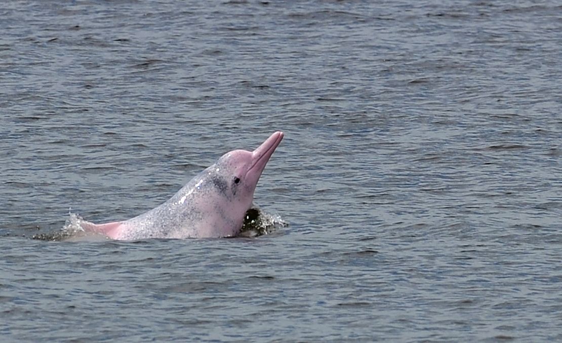 A Chinese white dolphin, nicknamed the pink dolphin, off the coast of Hong Kong.